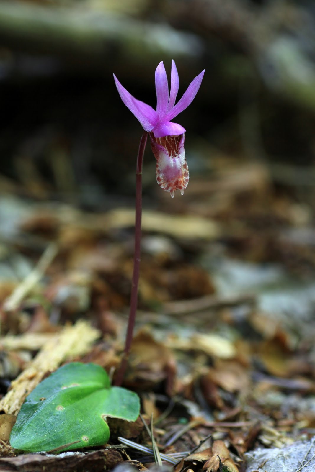 Native Orchids of the Pacific Northwest and the Canadian Rockies Fairy